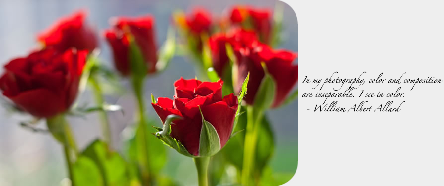 roses600px_quote.jpg